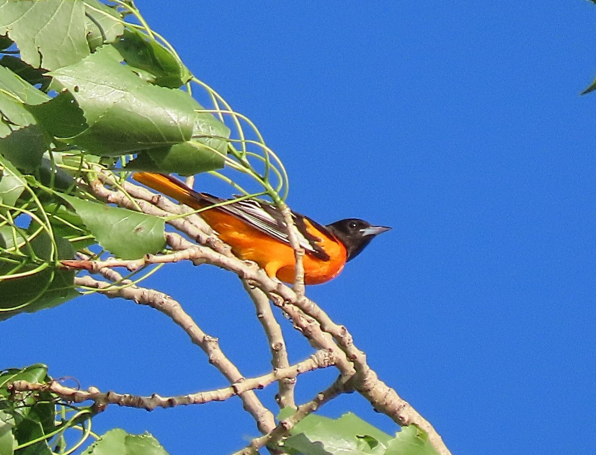 Baltimore Oriole - Scott Loss