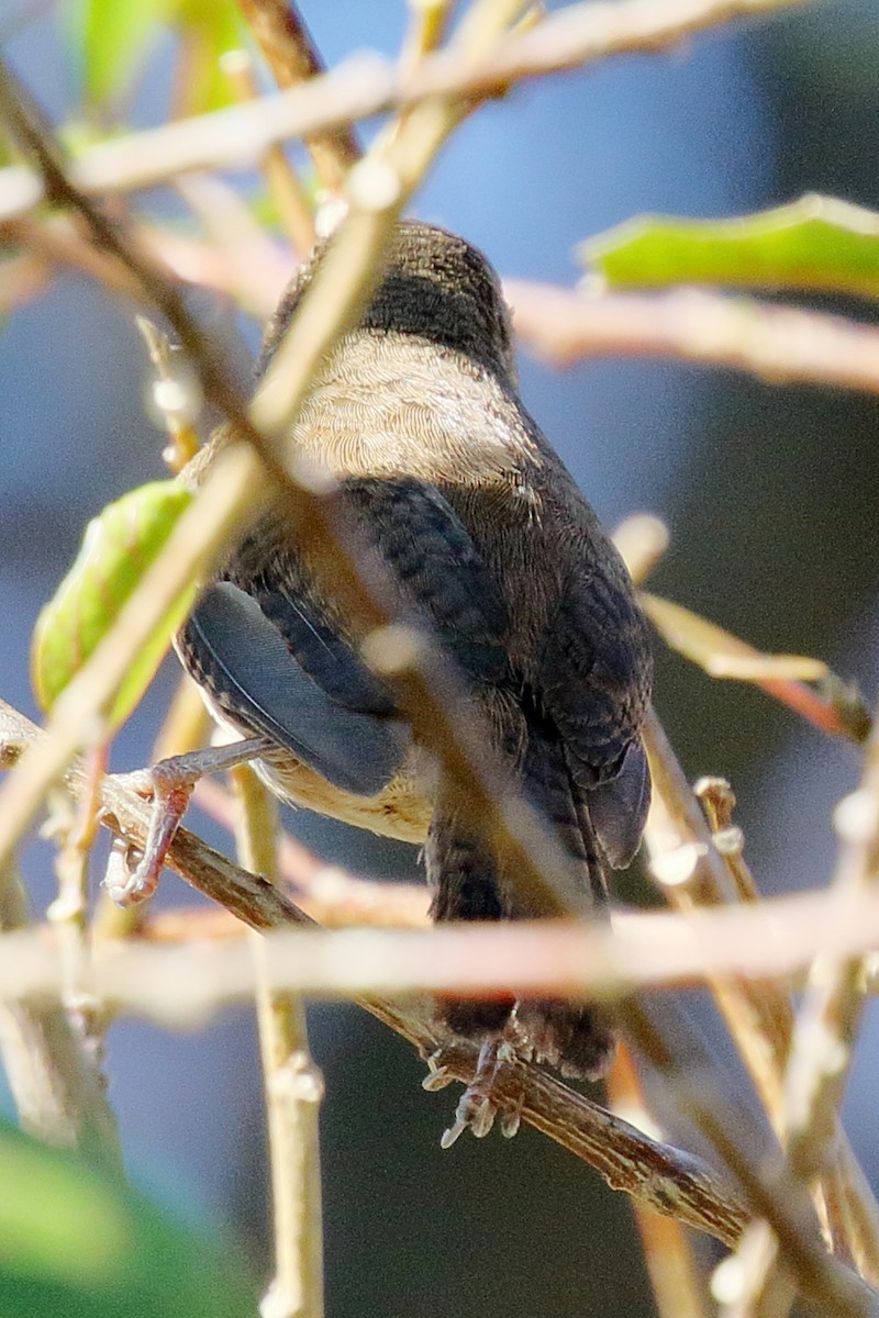 Cabanis's Wren - ML617543367