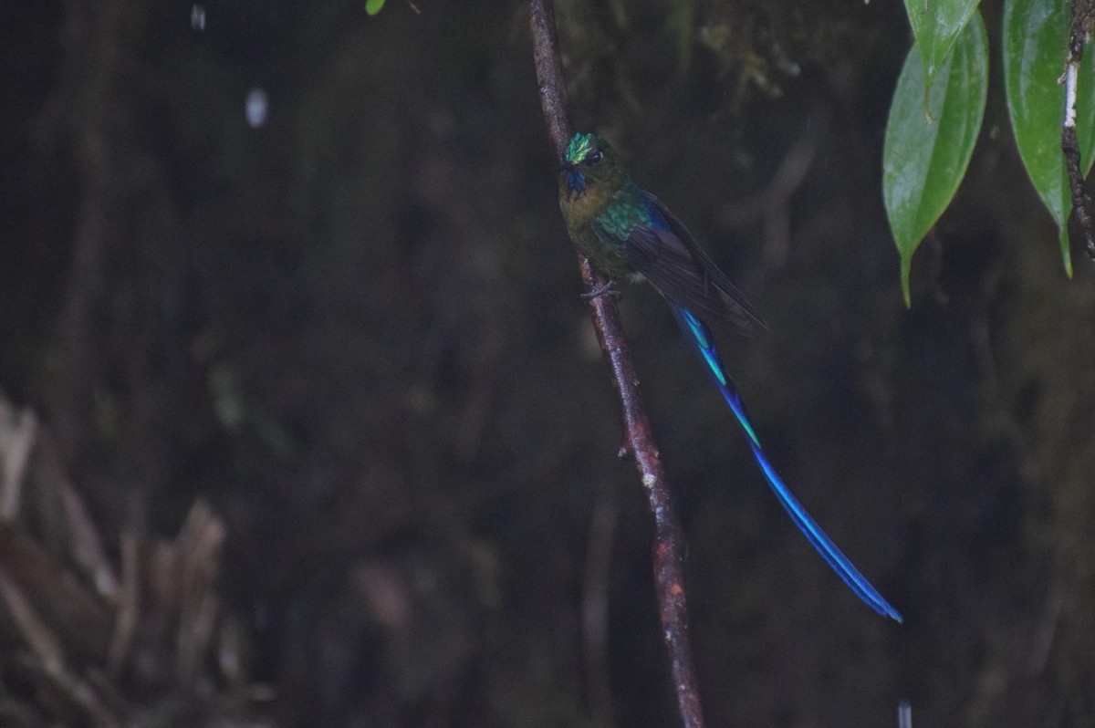 Violet-tailed Sylph - ML617543391