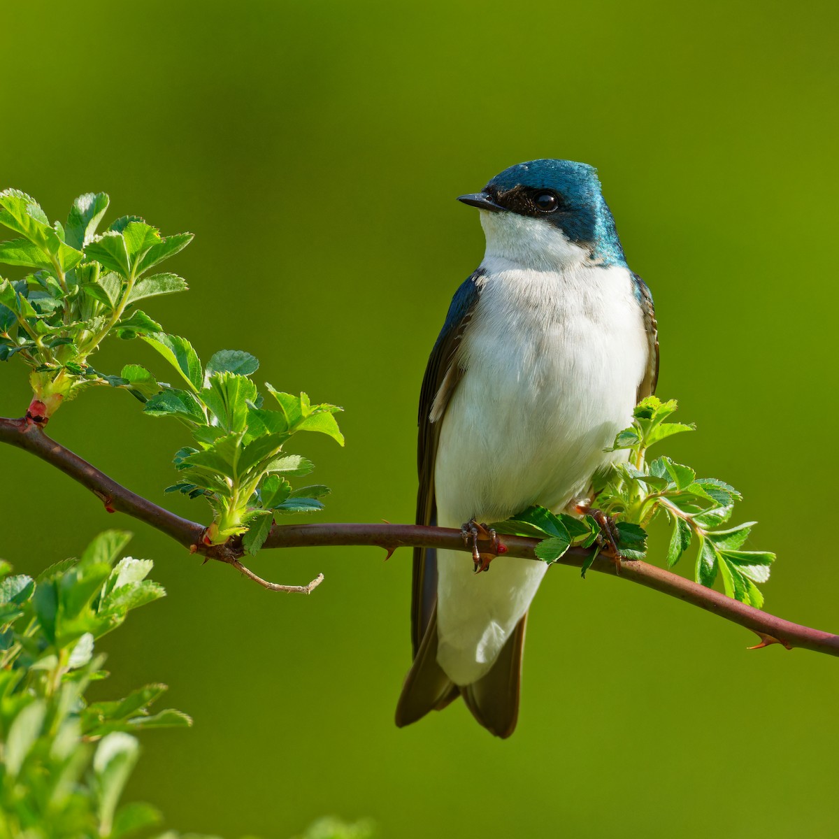 Tree Swallow - ML617543424