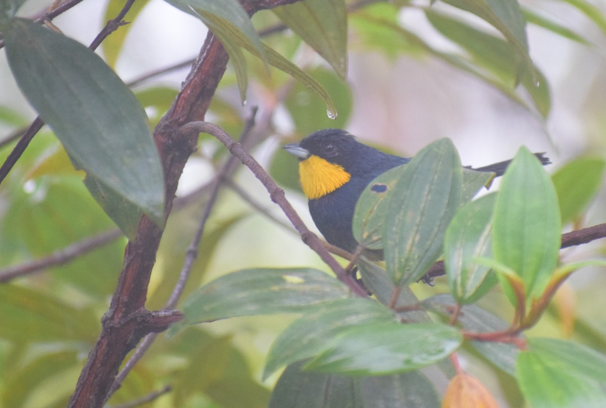 Purplish-mantled Tanager - Neil Gilbert