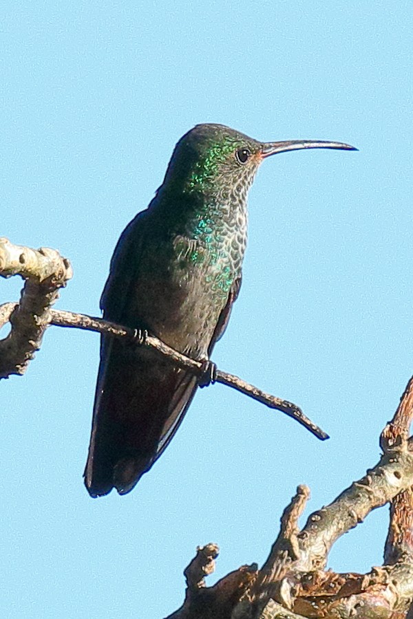 Rufous-tailed Hummingbird - ML617543474