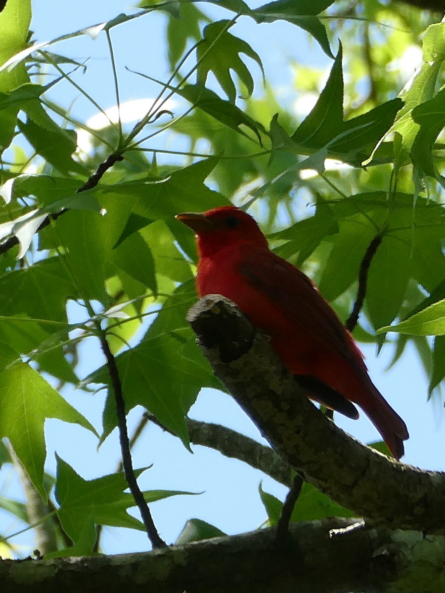 Summer Tanager - Anne Tews