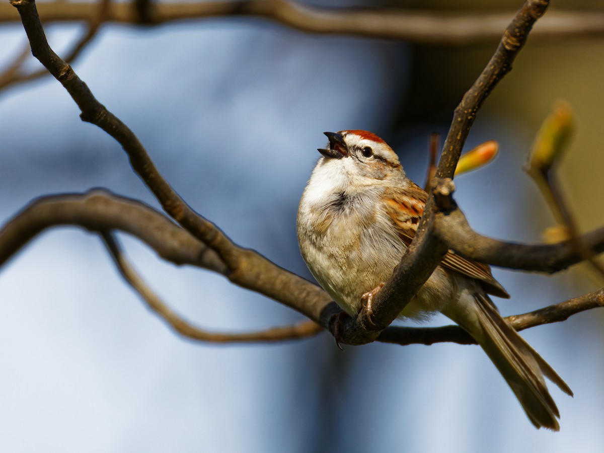 Chipping Sparrow - Ruogu Li