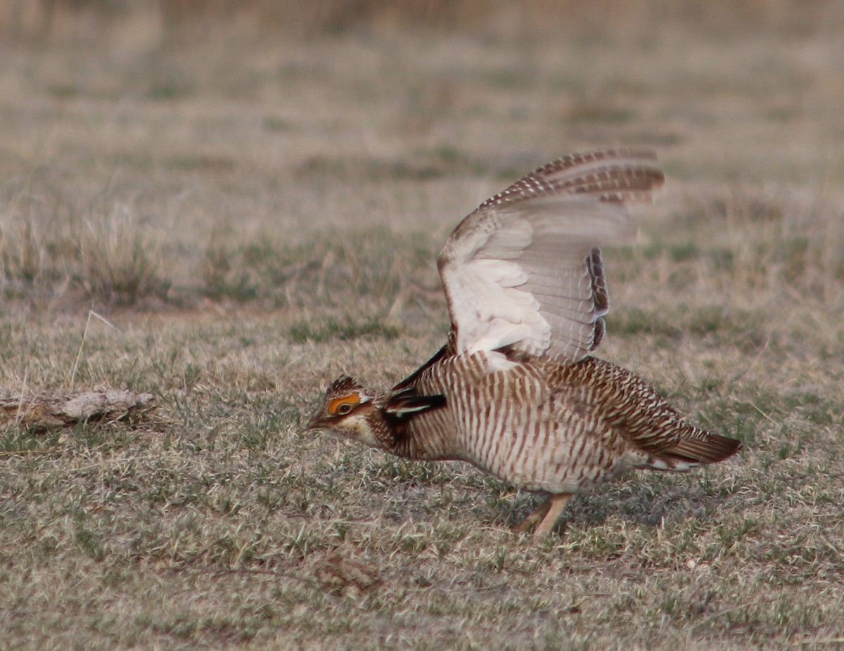 Oklahomapräriehuhn - ML617543534