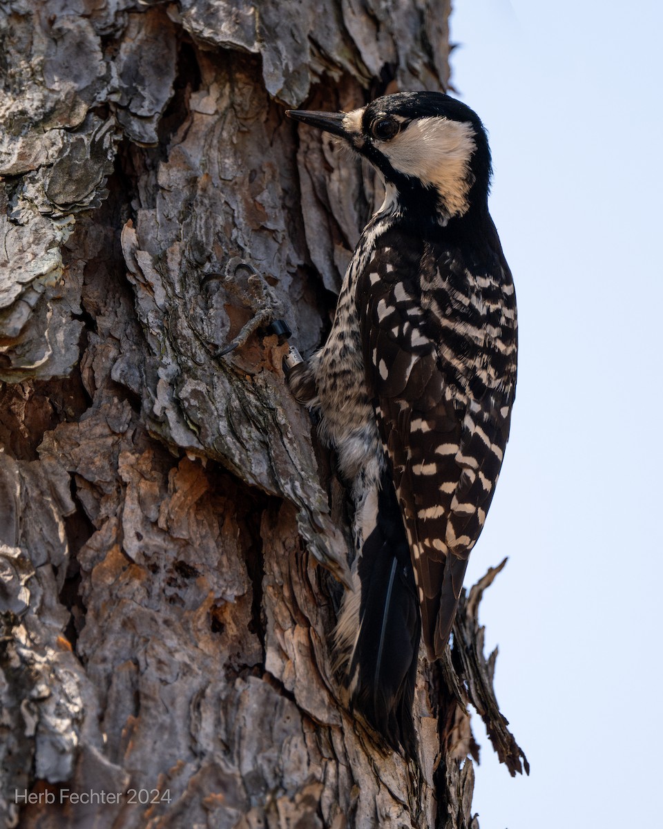 Red-cockaded Woodpecker - Herbert Fechter