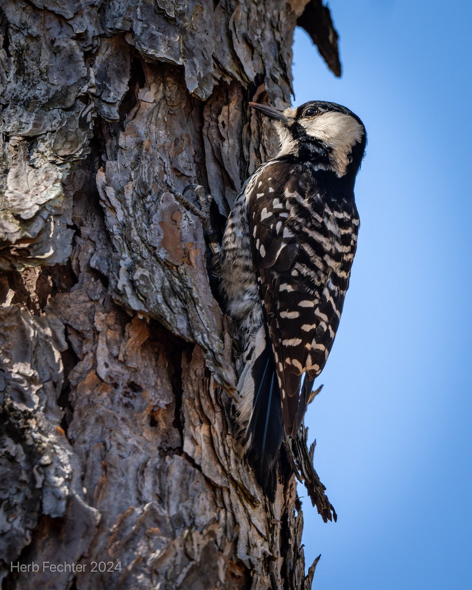 Red-cockaded Woodpecker - ML617543548