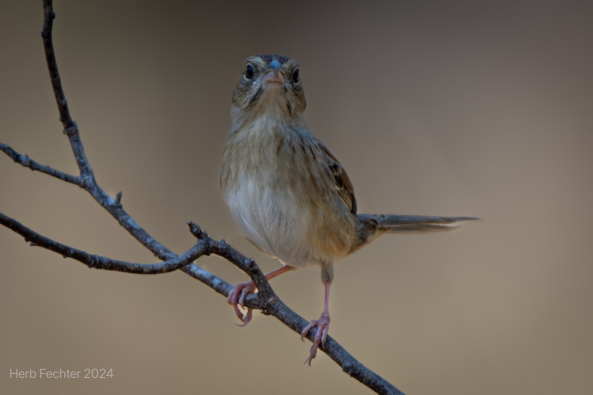 Bachman's Sparrow - Herbert Fechter