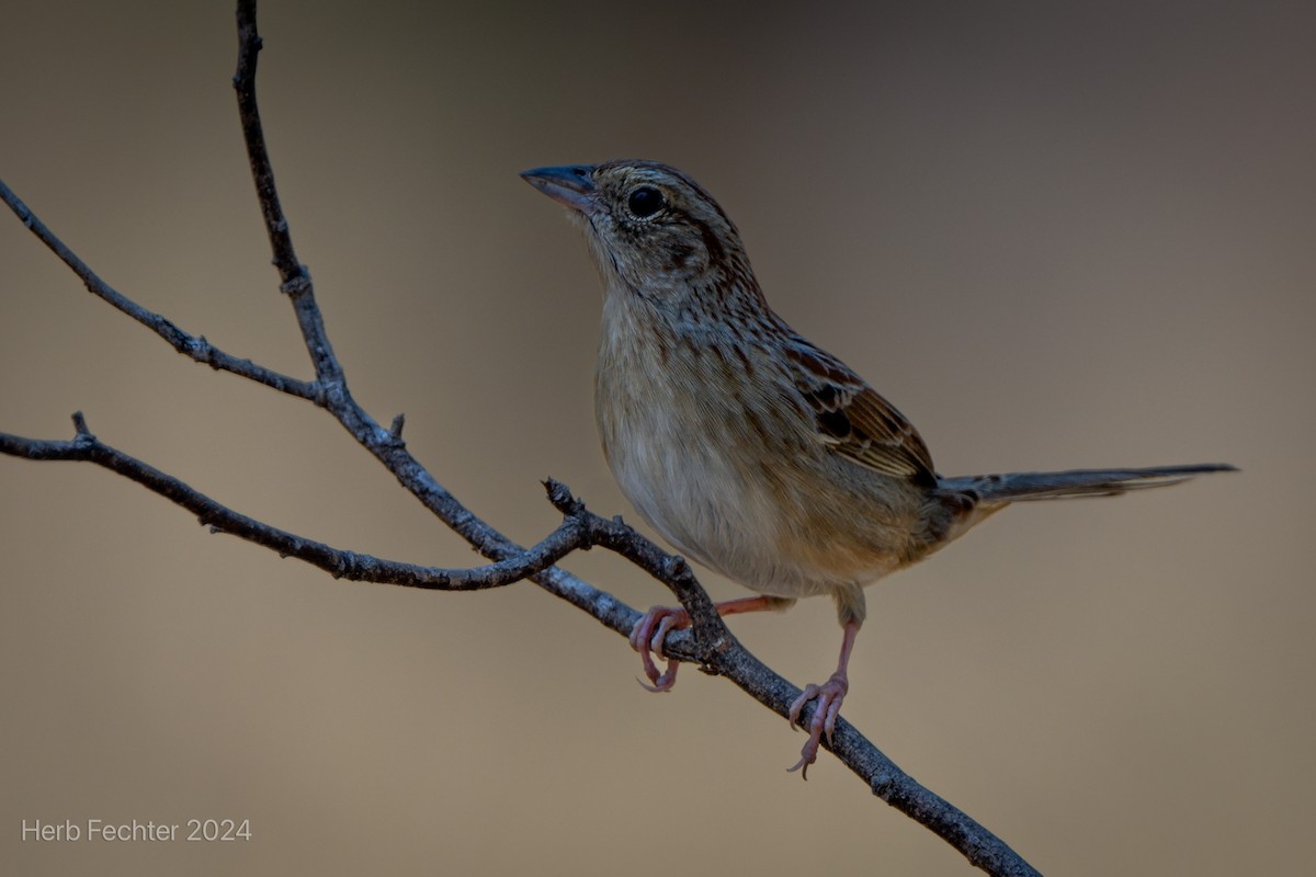 Bachman's Sparrow - ML617543596