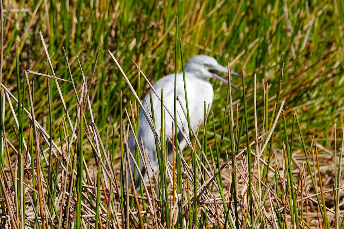 Little Blue Heron - ML617543610