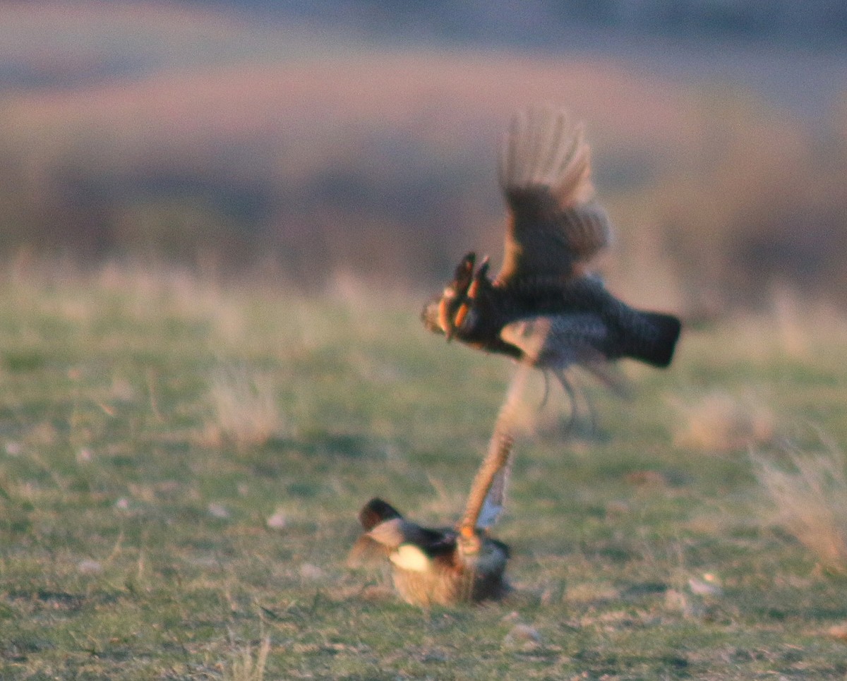 Greater Prairie-Chicken - ML617543628