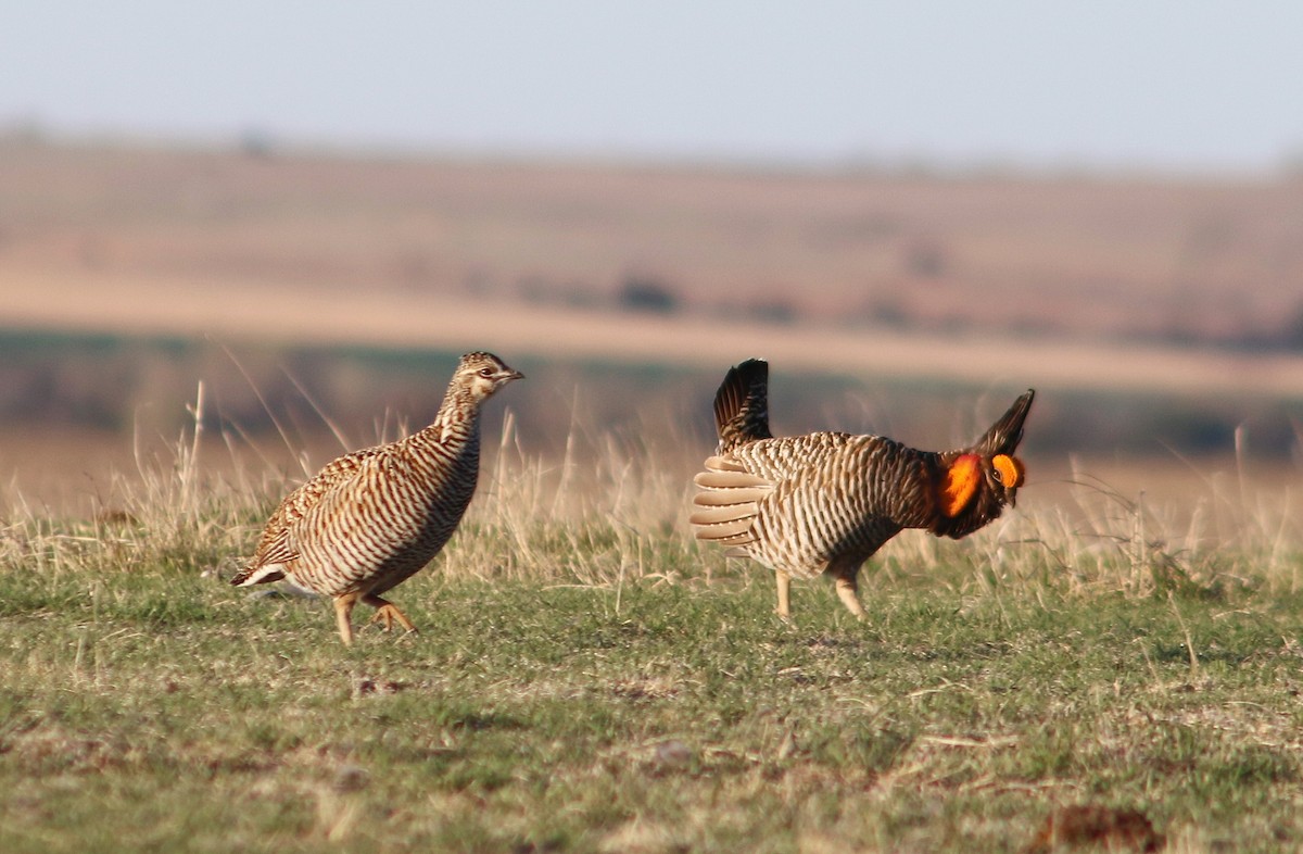 Greater Prairie-Chicken - ML617543631