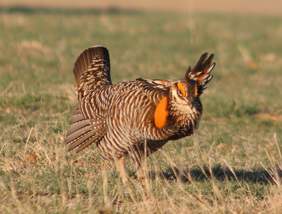 Greater Prairie-Chicken - ML617543632