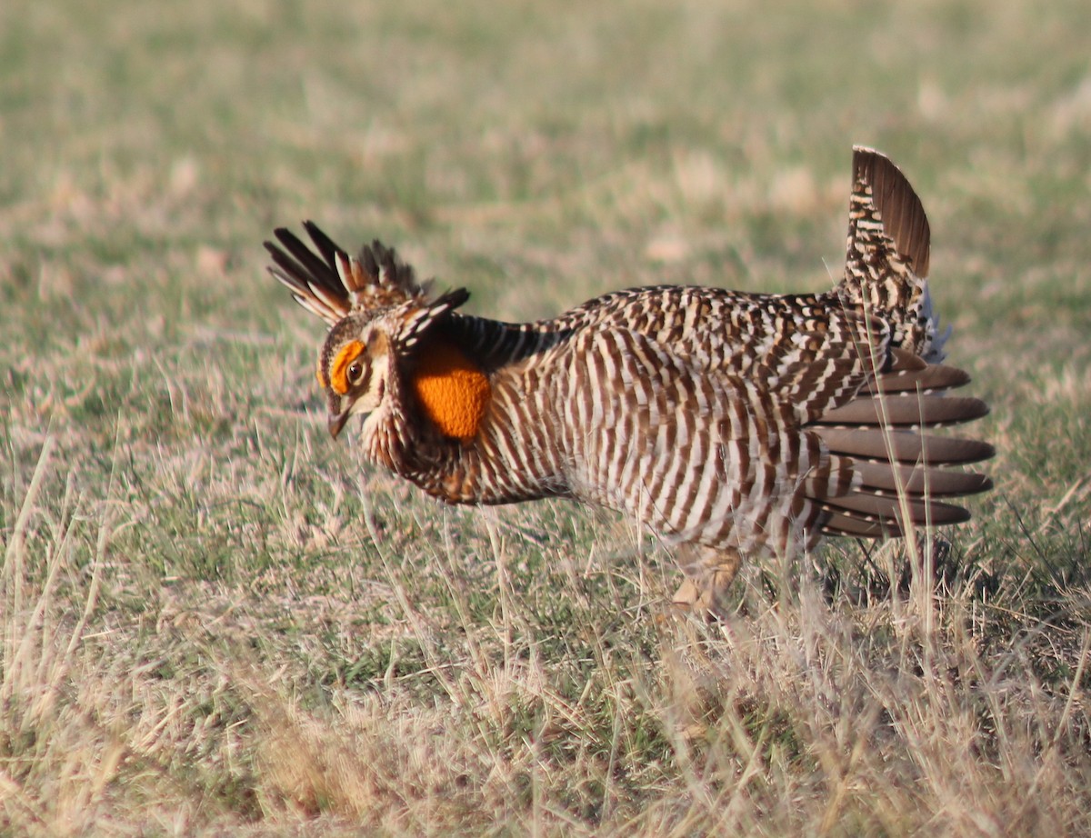 Greater Prairie-Chicken - ML617543633