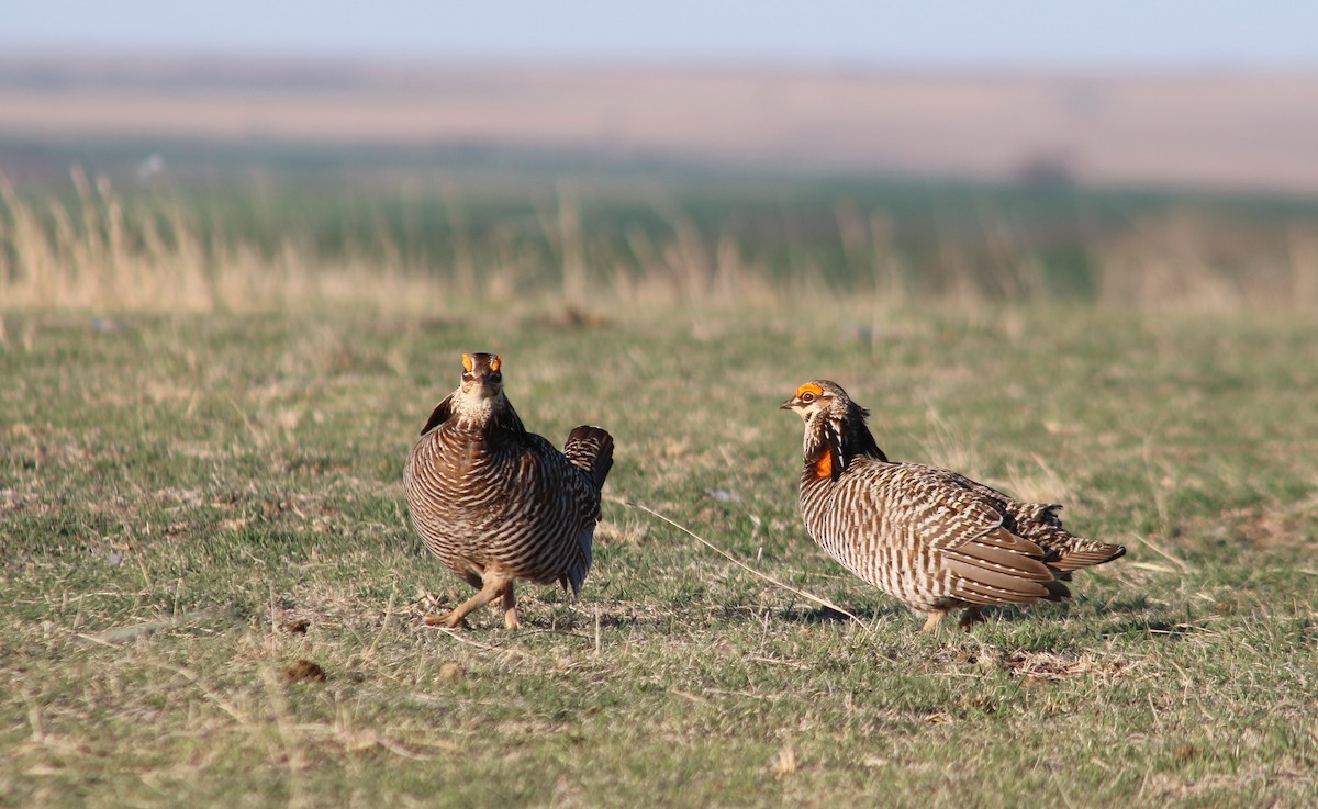 Greater Prairie-Chicken - ML617543647