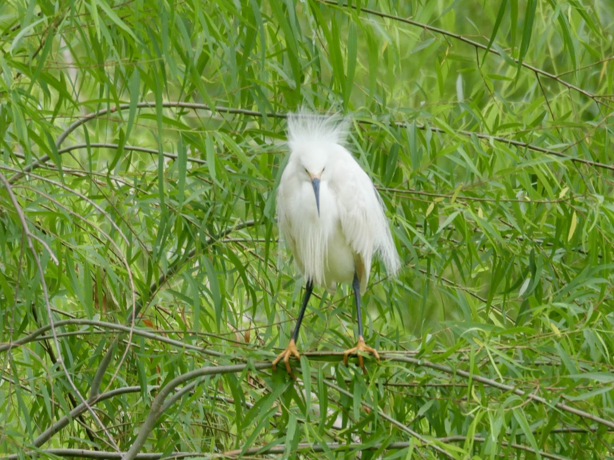 Snowy Egret - Tammy Brown