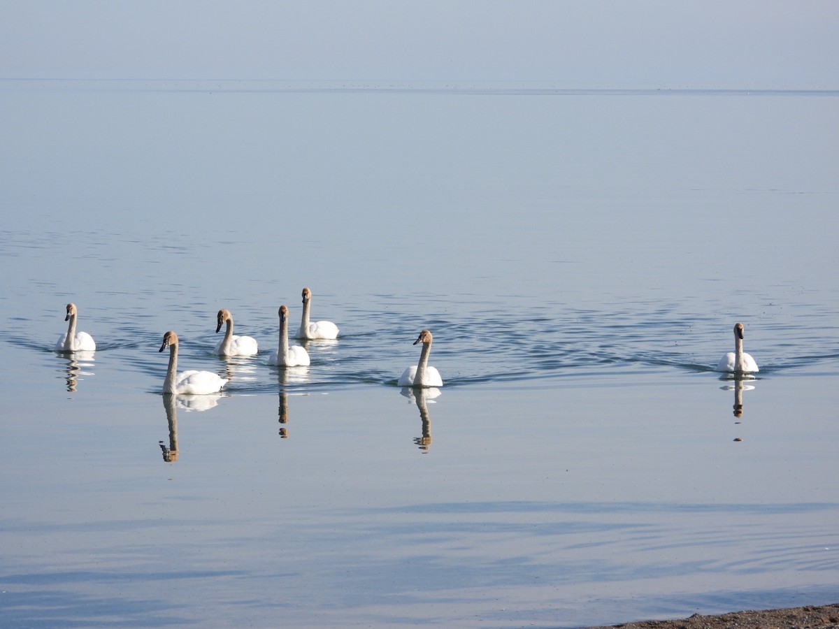 Trumpeter Swan - ML617543792