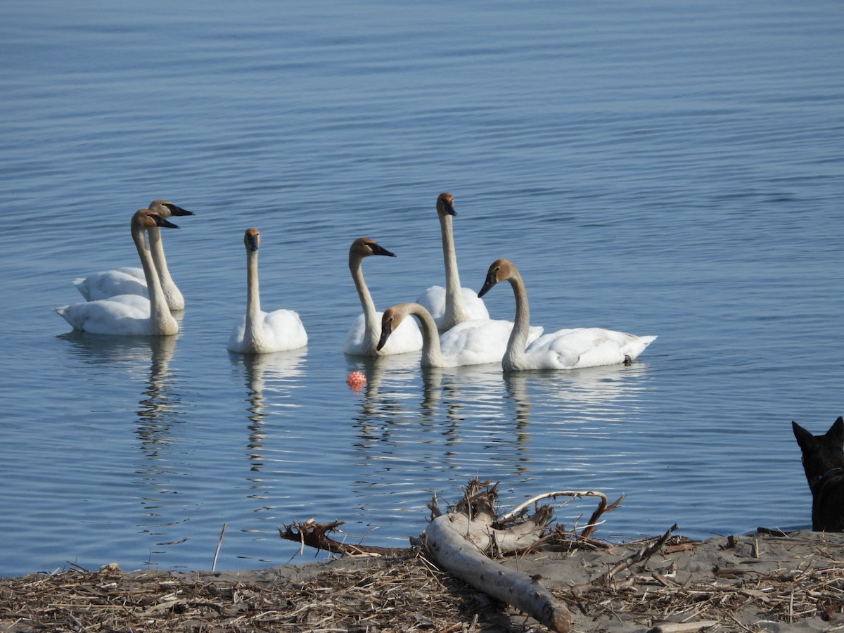 Trumpeter Swan - ML617543793