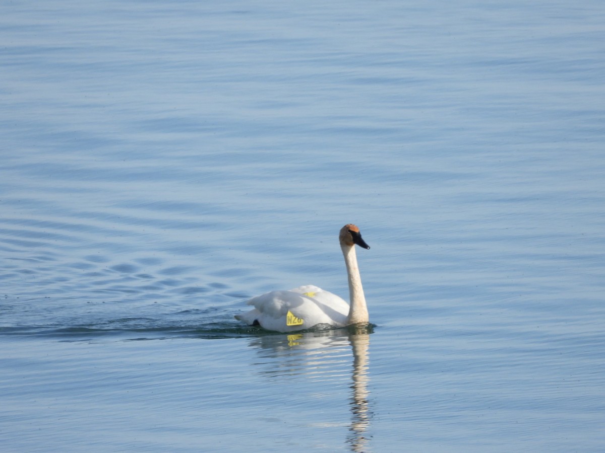 Trumpeter Swan - ML617543795