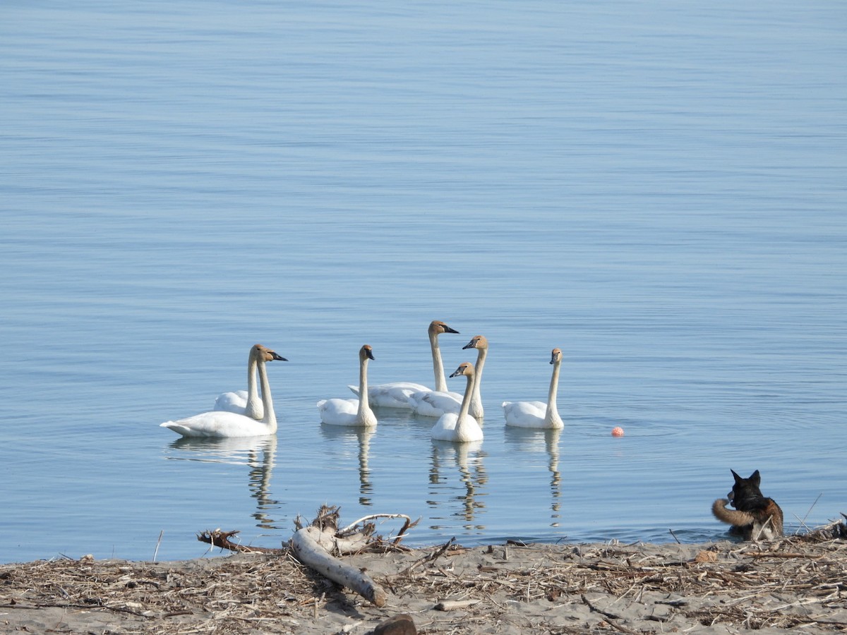 Trumpeter Swan - Rosanne Petrich