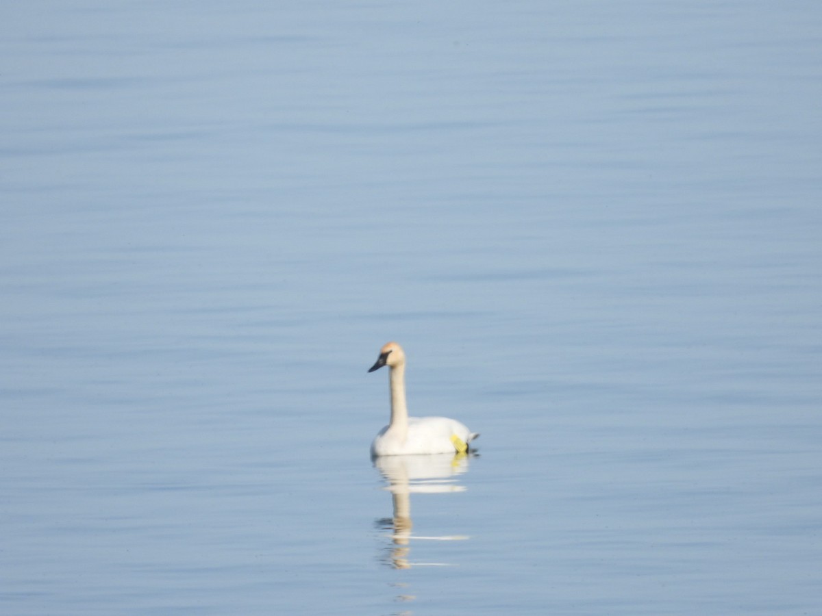 Trumpeter Swan - ML617543797