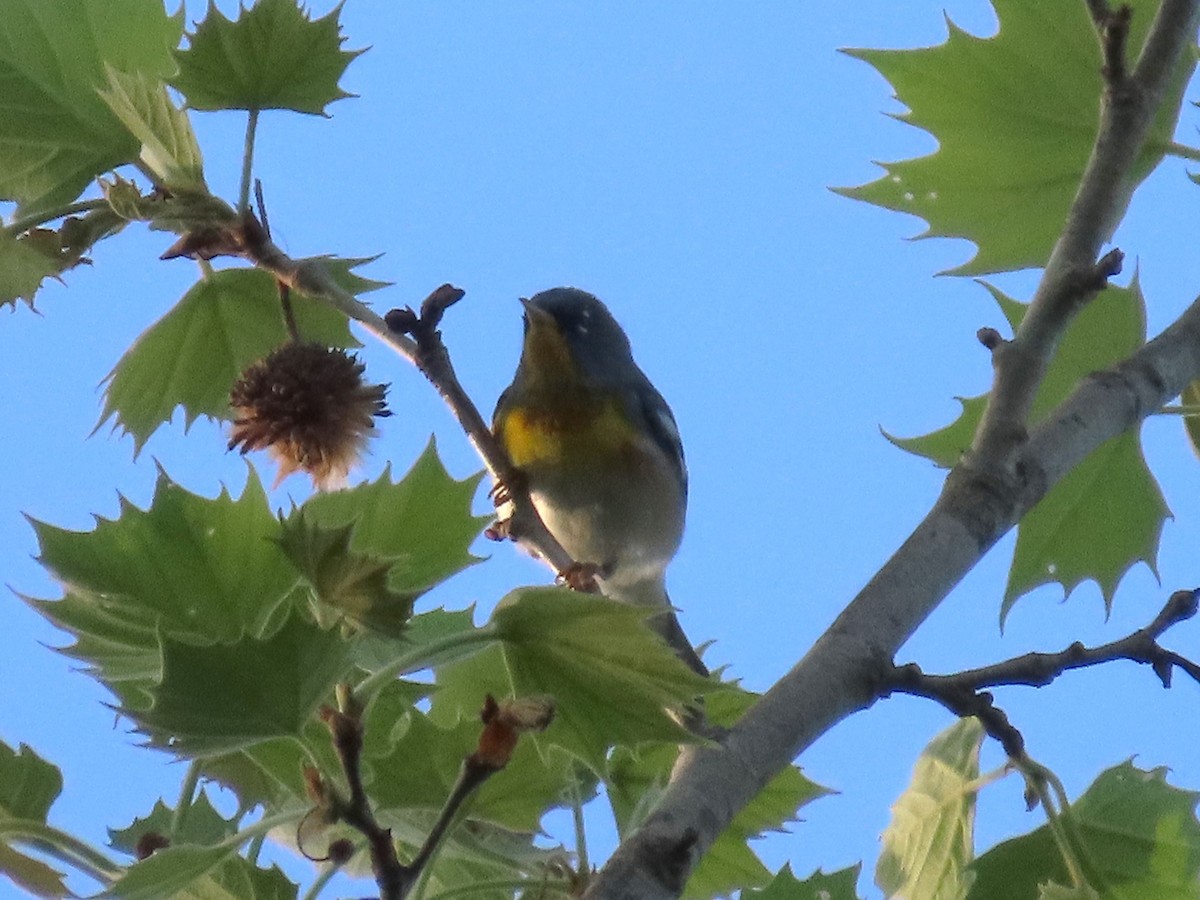 Parula Norteña - ML617543798