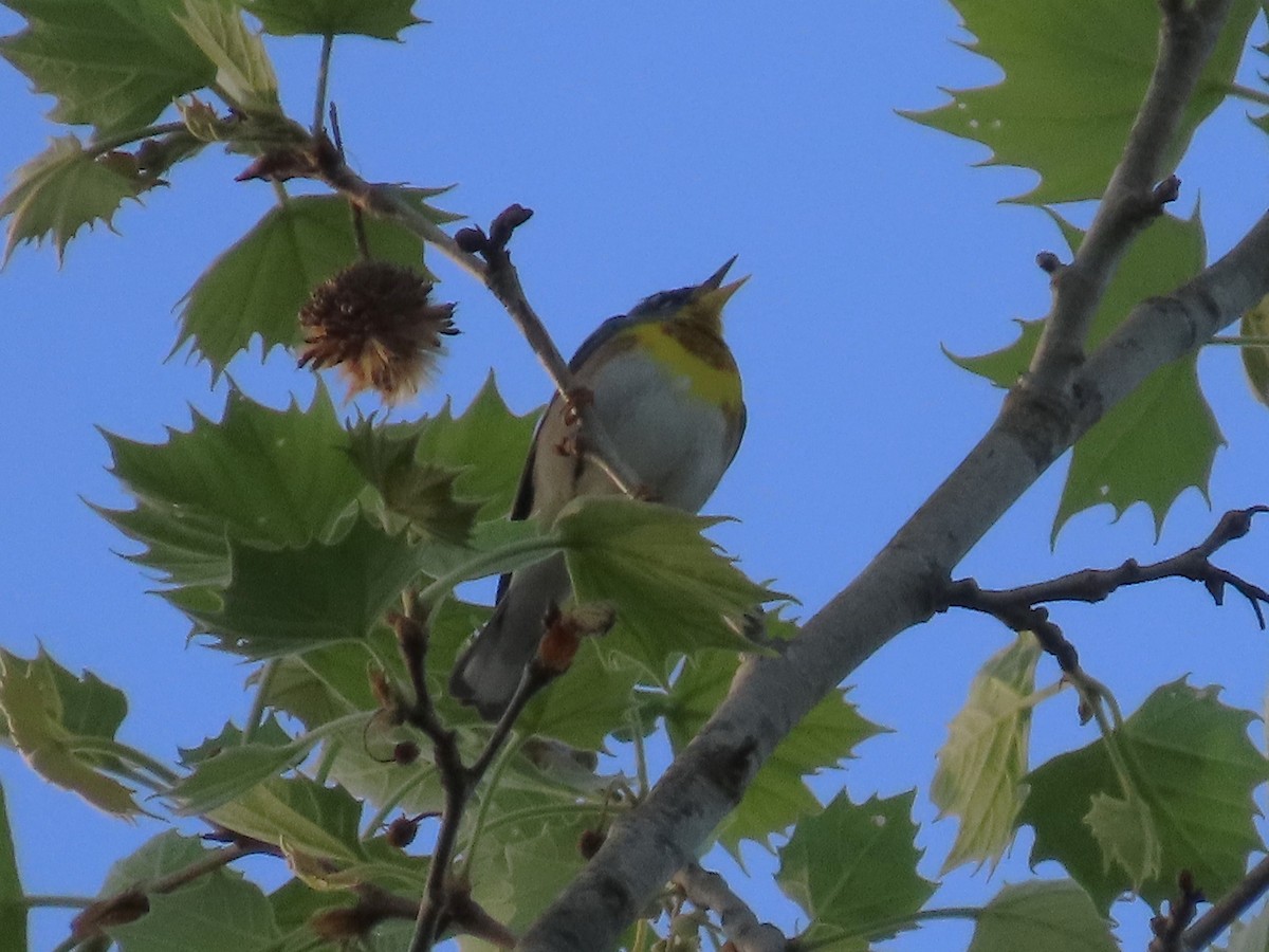 Parula Norteña - ML617543799