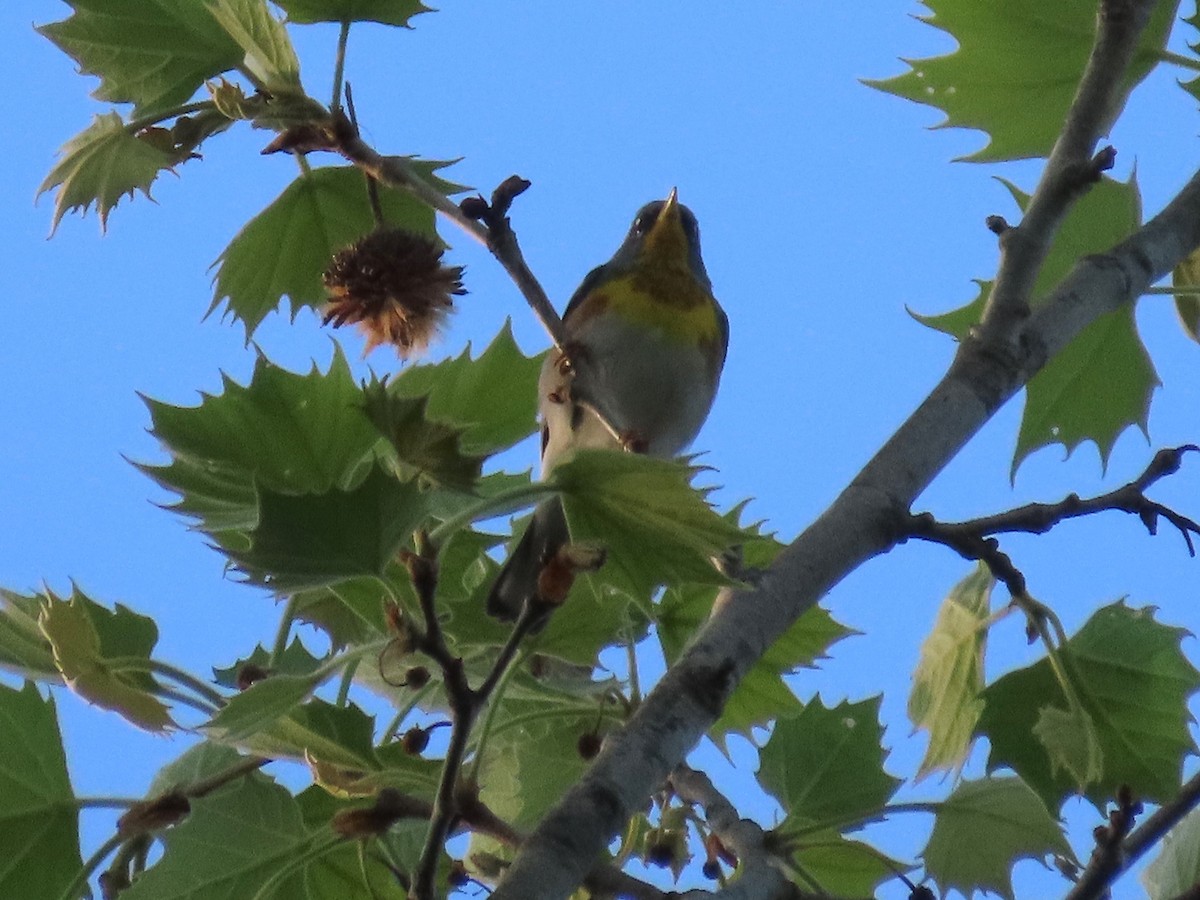 Parula Norteña - ML617543800