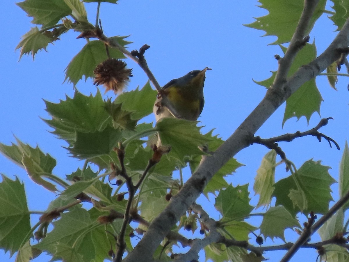 Parula Norteña - ML617543801