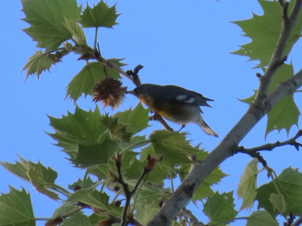 Parula Norteña - ML617543803
