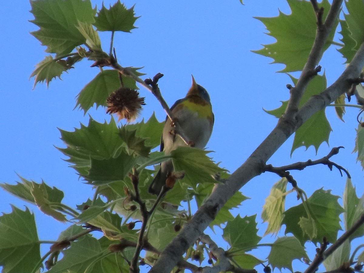 Parula Norteña - ML617543805