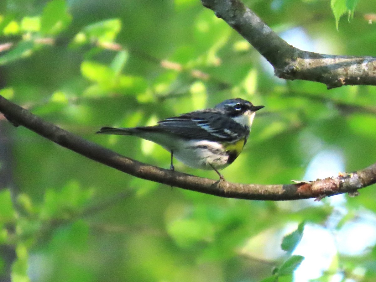 Yellow-rumped Warbler - ML617543841