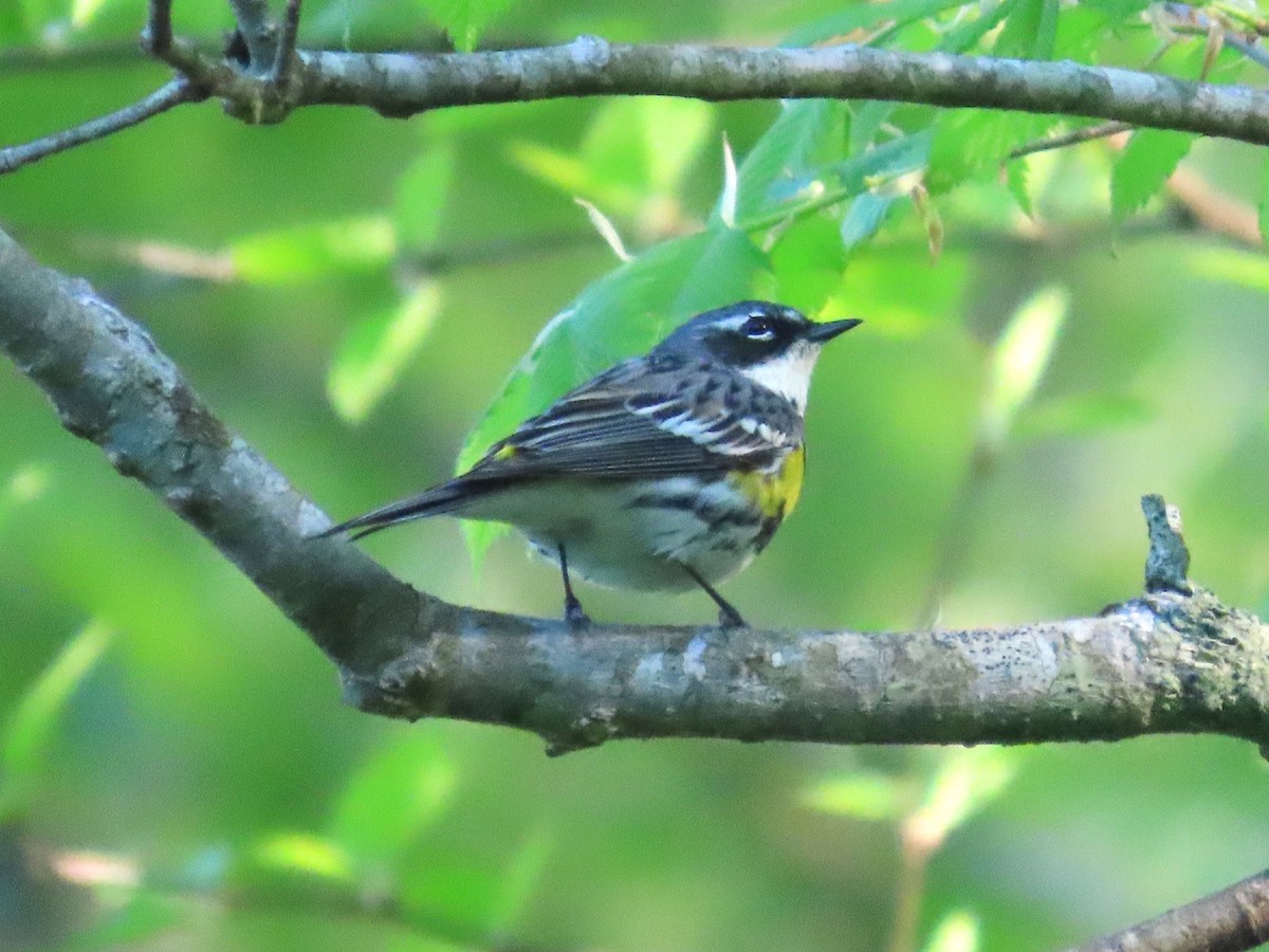 Yellow-rumped Warbler - ML617543842