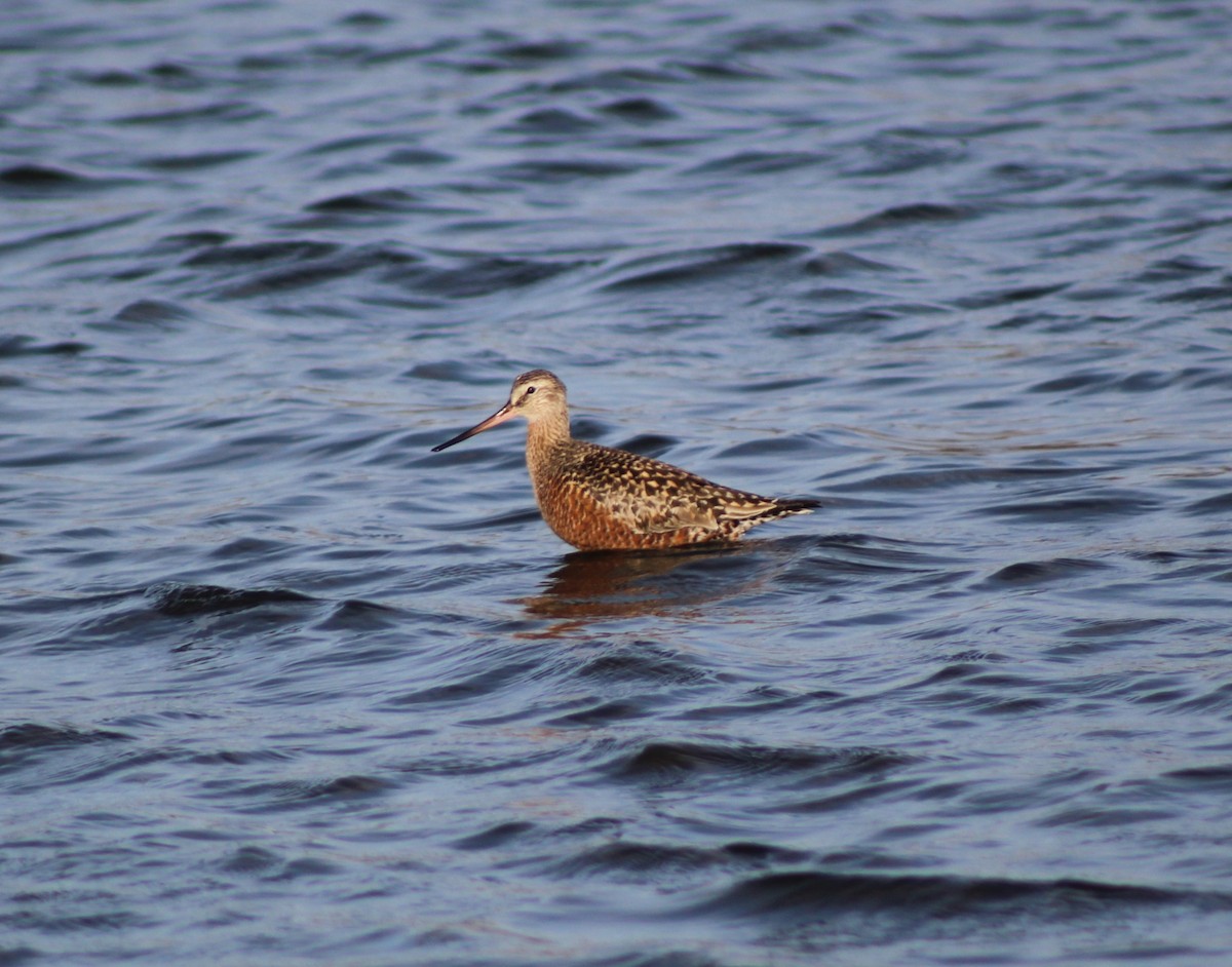 Hudsonian Godwit - ML617543851