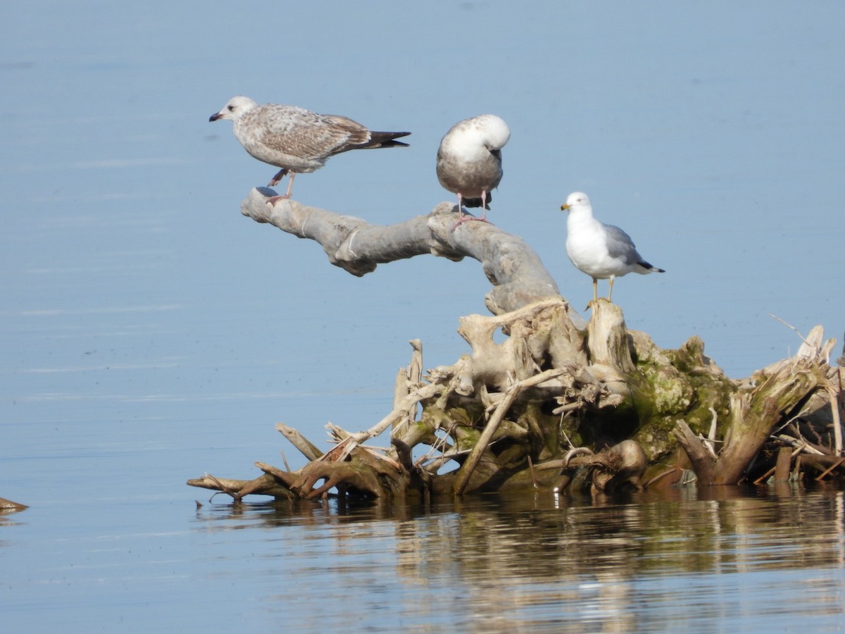 Herring Gull - ML617543857