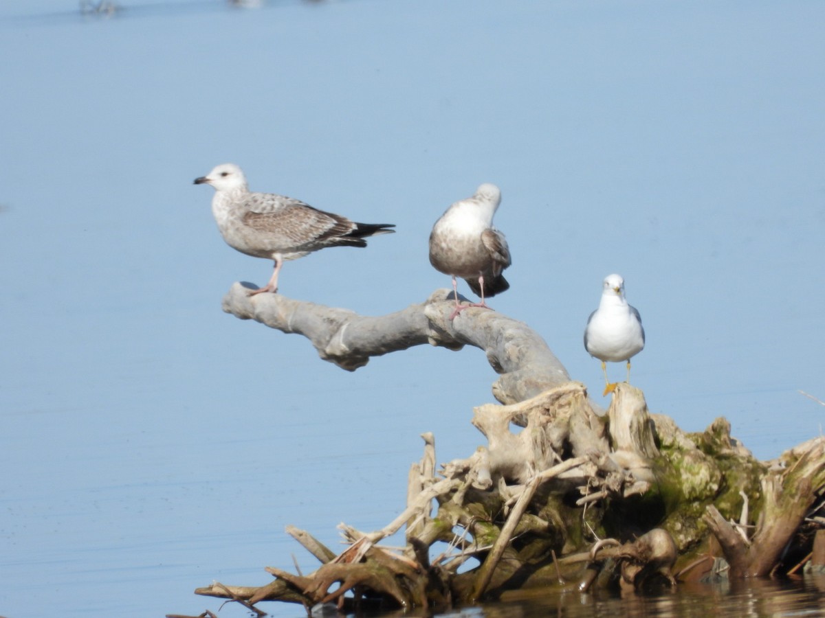 Herring Gull - ML617543858