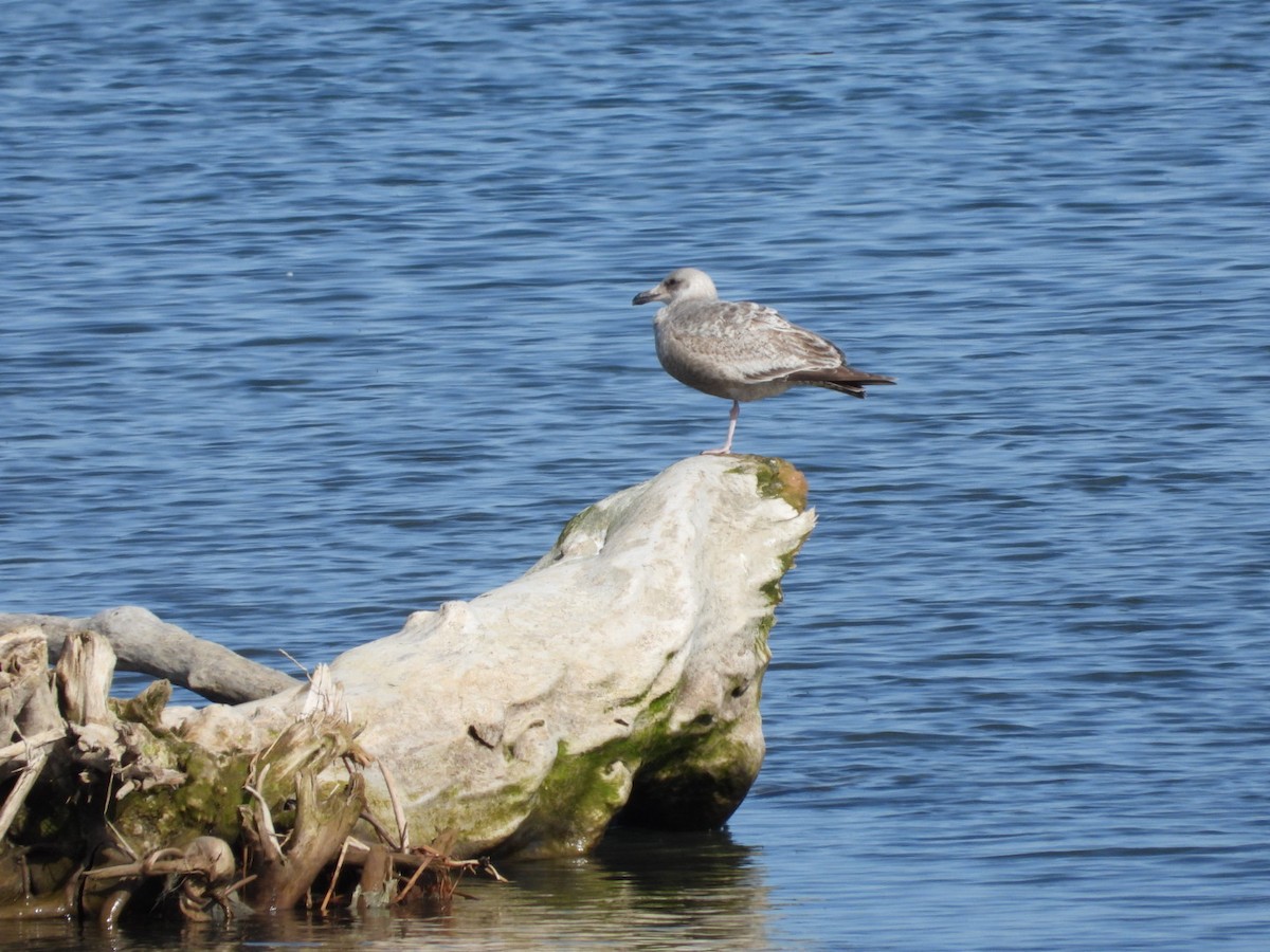 Herring Gull - ML617543859