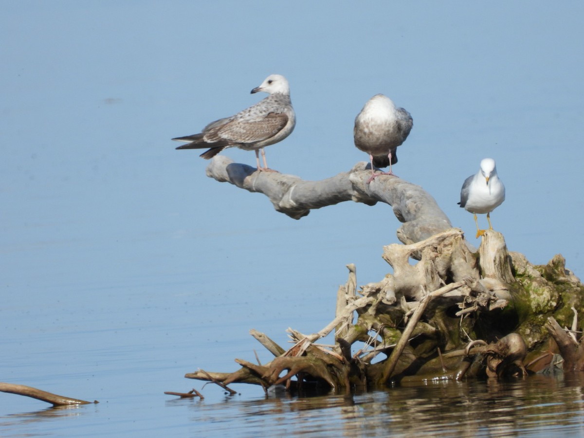 Herring Gull - ML617543861