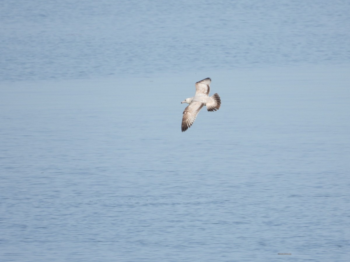 Herring Gull - ML617543862