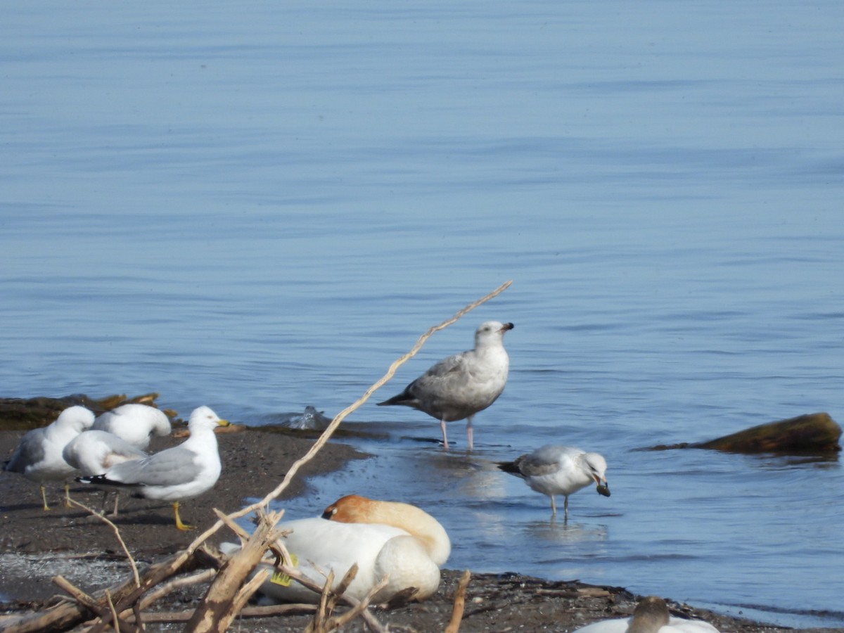 Herring Gull - ML617543864