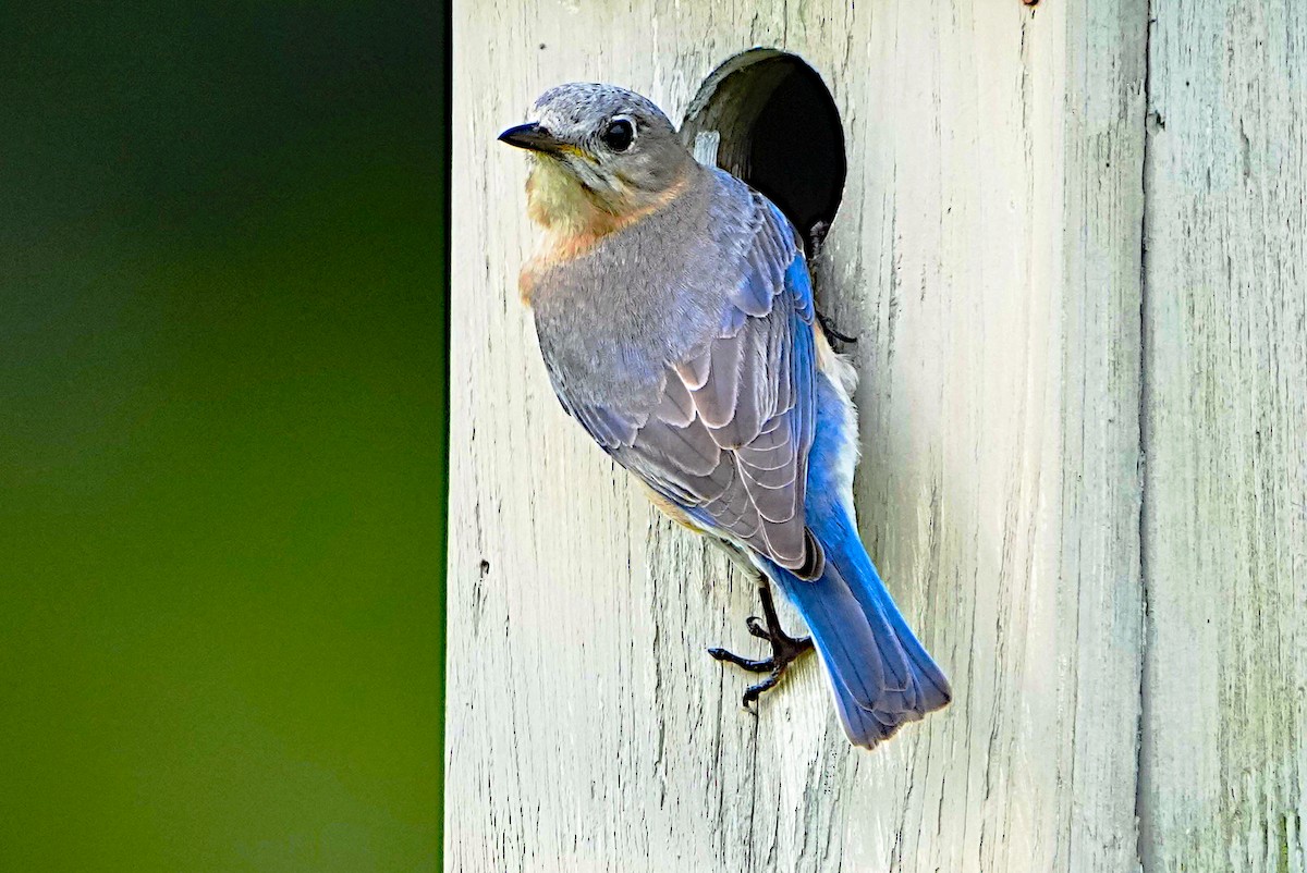 Eastern Bluebird - ML617543870