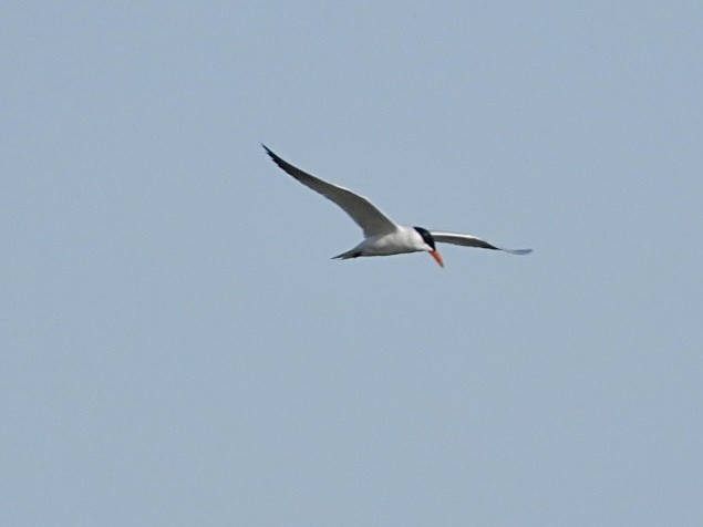 Caspian Tern - ML617543876