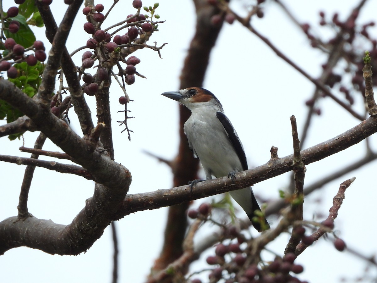 Black-crowned Tityra - Francisco Contreras @francontreras.80