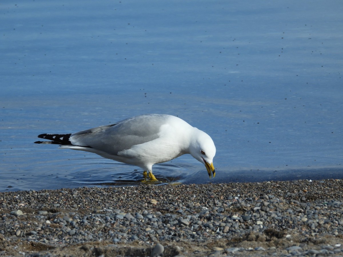 Ring-billed Gull - ML617543916