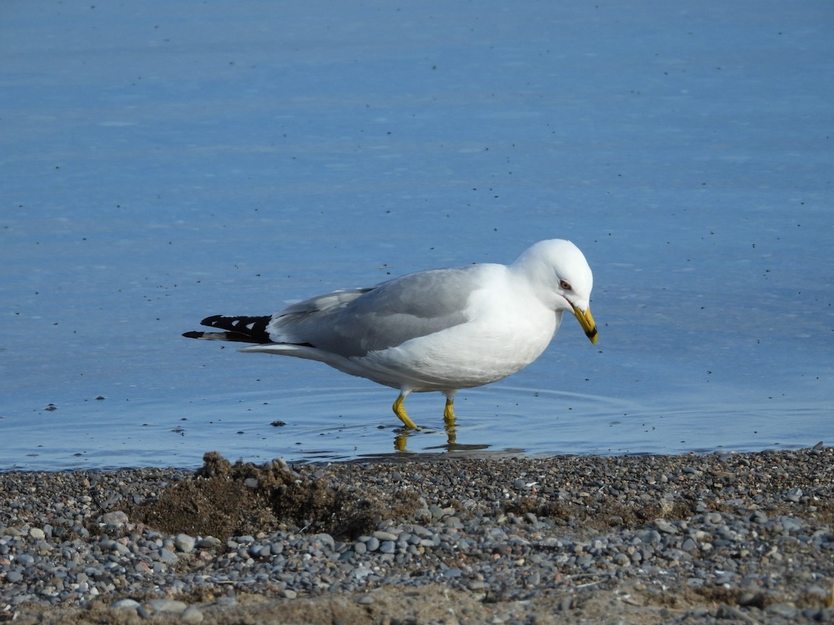 Ring-billed Gull - ML617543917