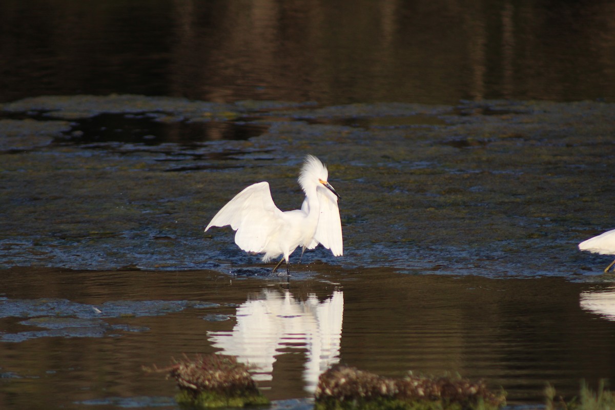 Snowy Egret - ML617543935