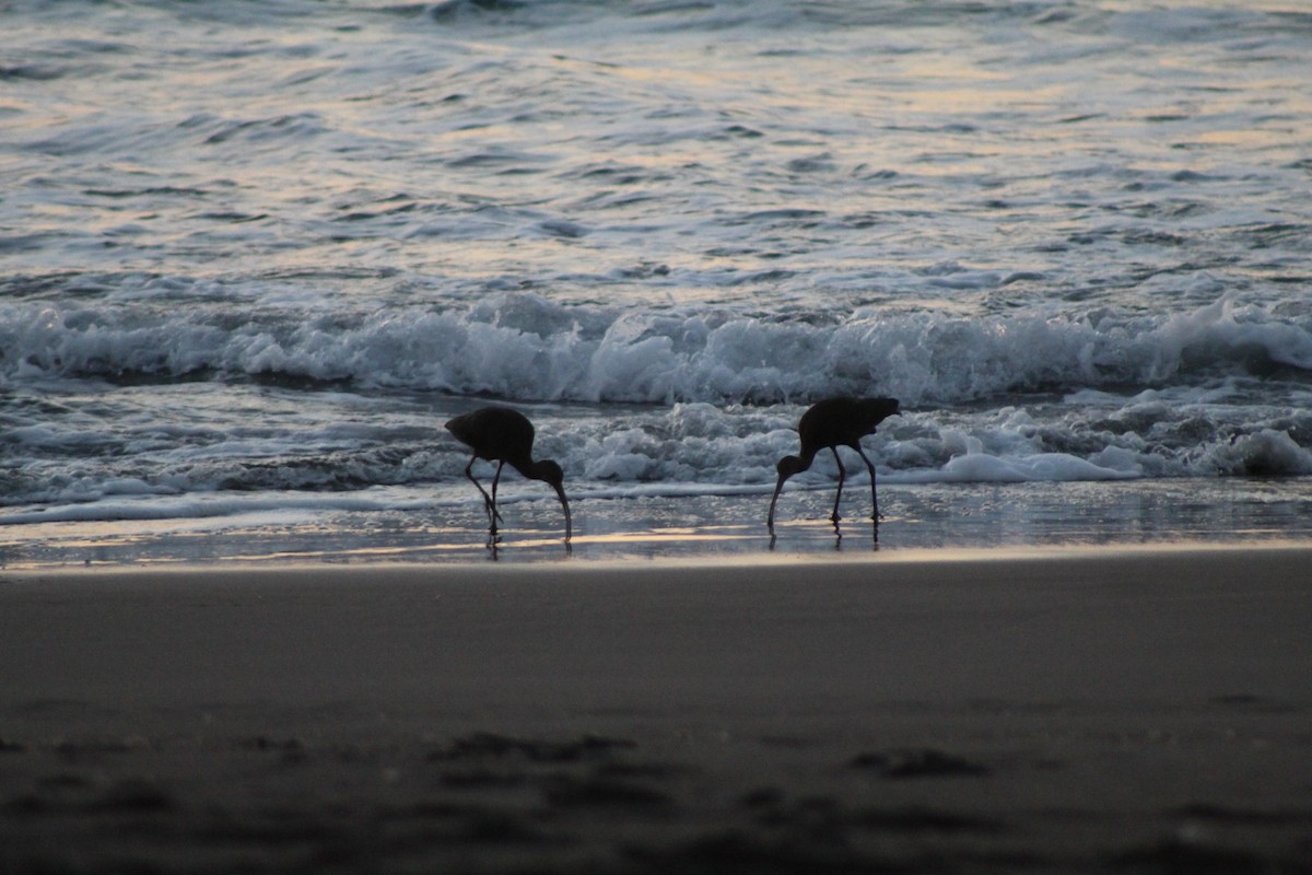 White-faced Ibis - ML617543987