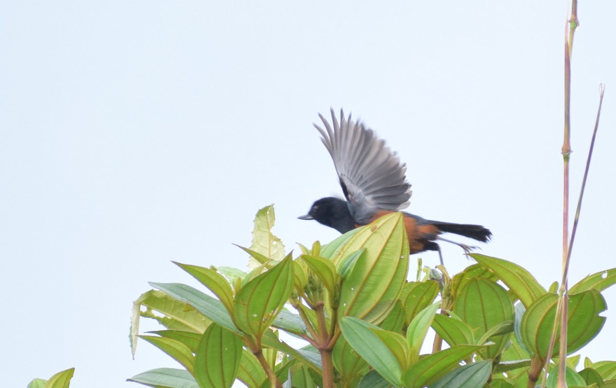 Chestnut-bellied Flowerpiercer - ML617544000