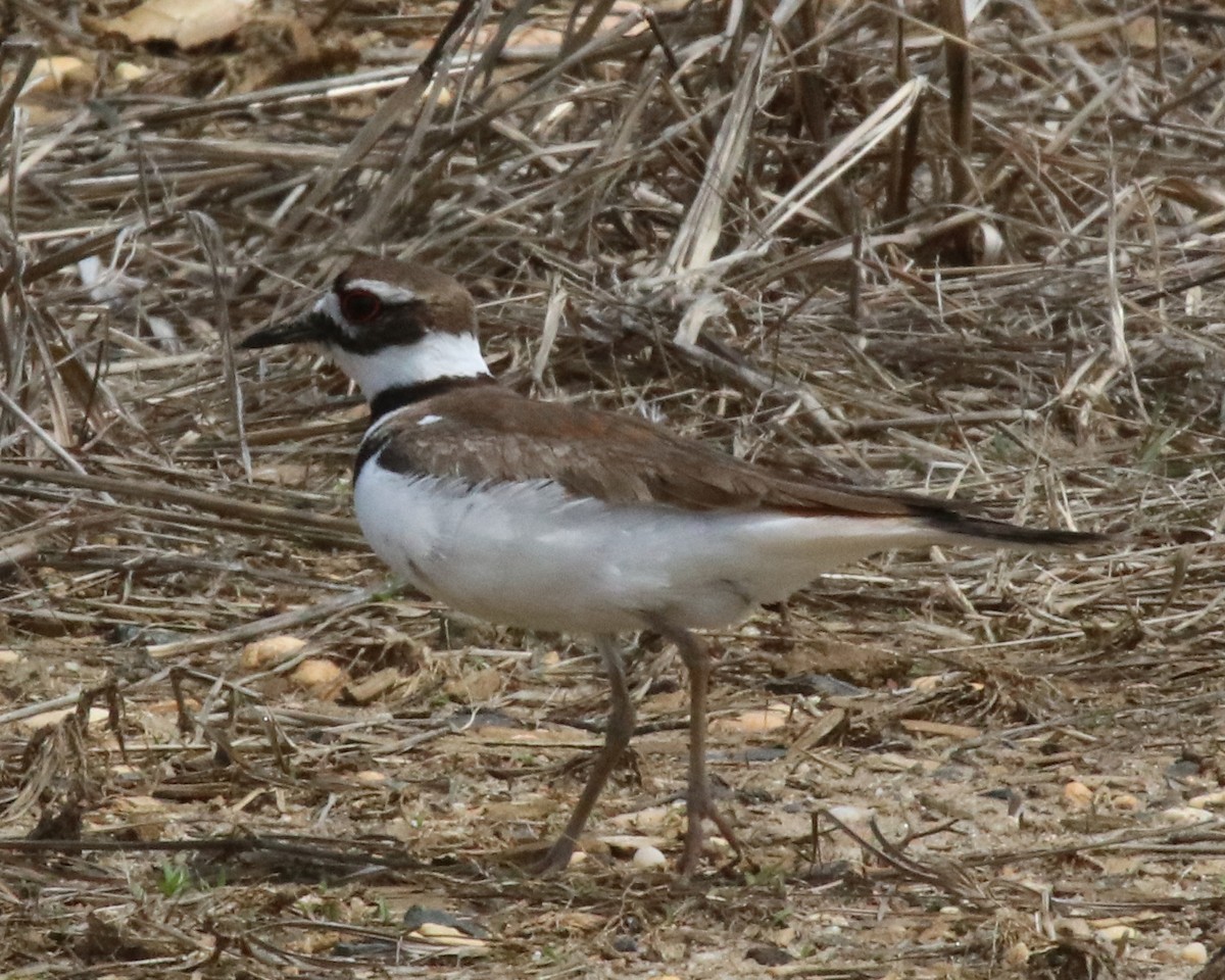 Killdeer - ML617544021