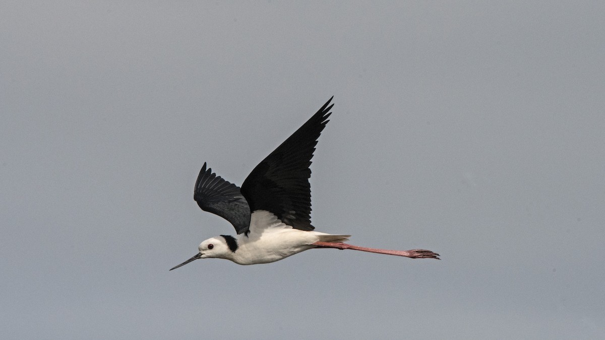 Pied Stilt - ML617544022